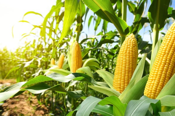 Shutterstock_produitsalimentairestva